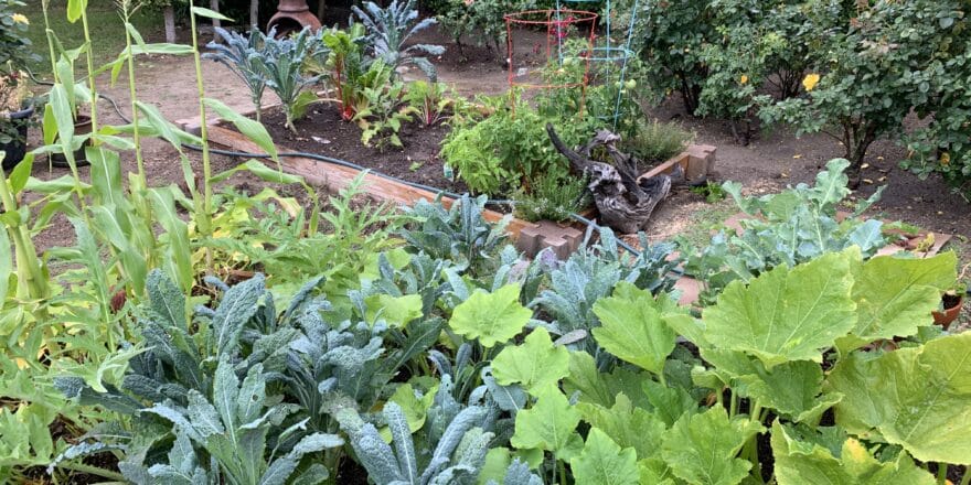 Our garden filled with kale and Swiss chard.