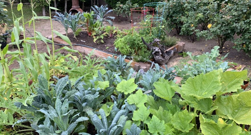 Our garden filled with kale and Swiss chard.